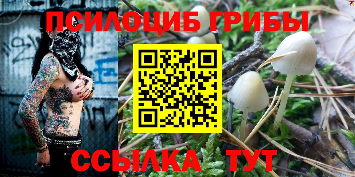 Псилоцибиновые грибы Psilocybe Ржев