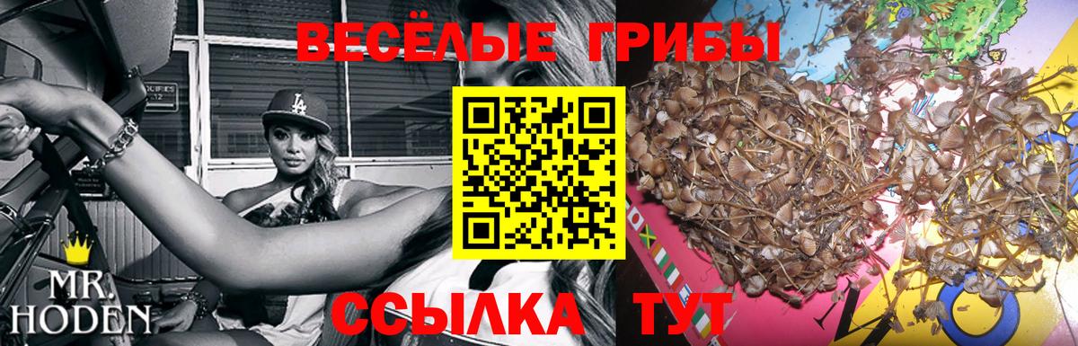 Ржев  Галлюциногенные грибы прущие грибы  Вход с VPN  Псилоцибиновые грибы Cubensis 